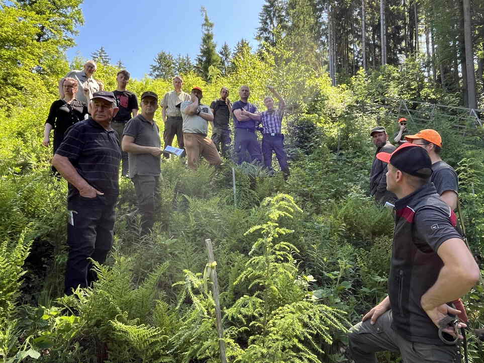Die Exkursionsgruppe berät über Tannensaaten als Unterstützung der natürlichen Waldverjüngung
