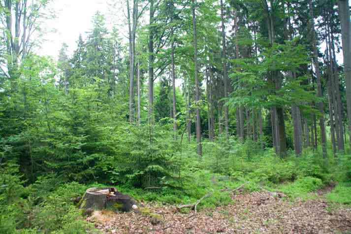 Naturverjüngungswirtschaft im Revier Waldhaus