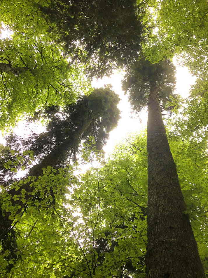 Tannen im griechischen Urwald