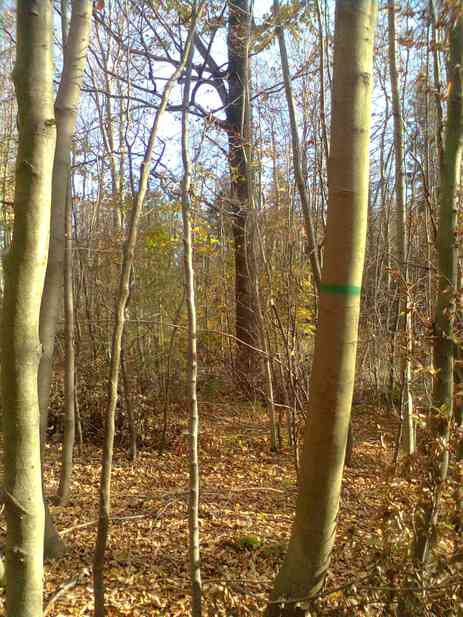 Strukturierter Mischwald im Revier Reisberg