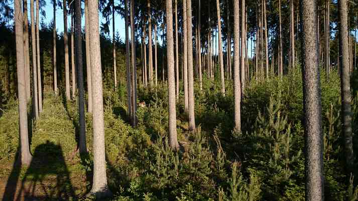 Verjüngung des Baumbestandes im lichten Hochwald im Burgkwald