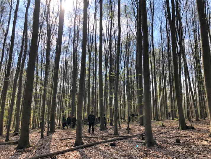 Bestandesbegehung des Waldbildes 1