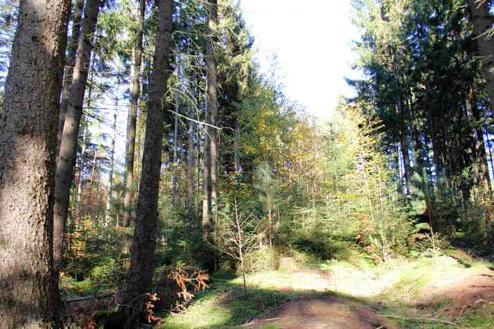 Naturverjüngungskegel in Lichtschächten LW Pfaffenholz