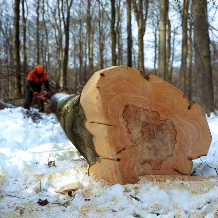 Buchenstarkholzernte im Buchenplenterwald